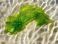 Mršavljenje na bazi morskih algi